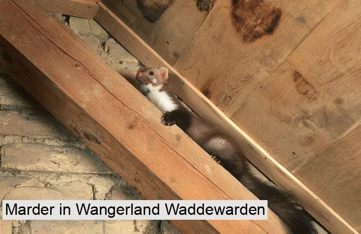 Marder in Wangerland Waddewarden